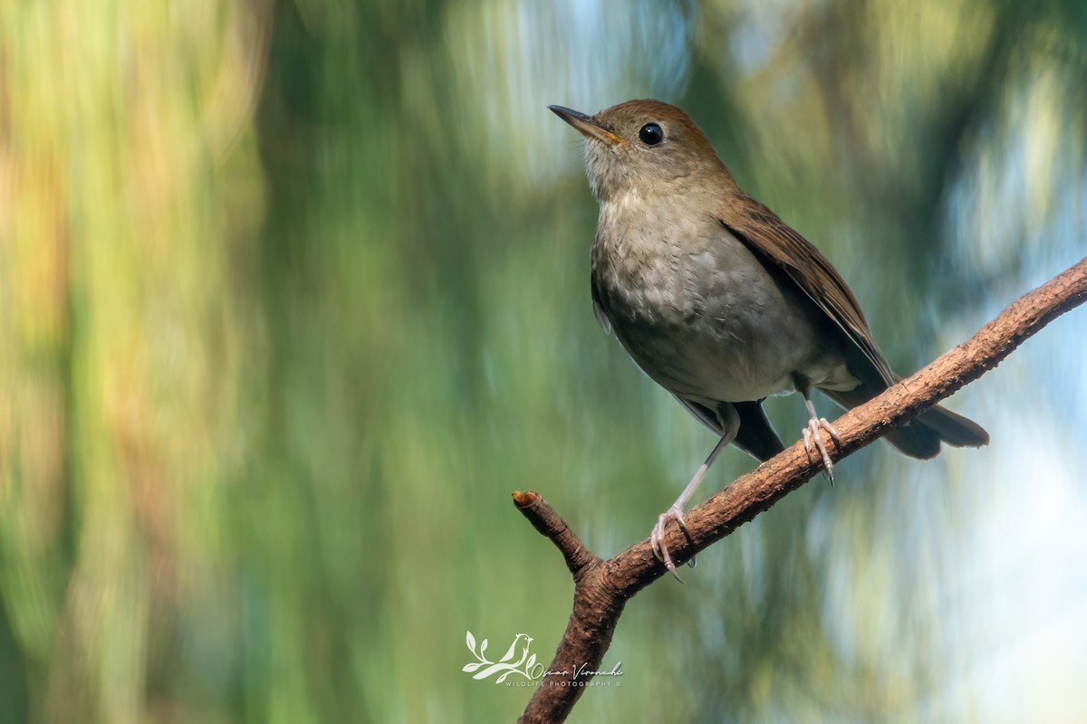 Russet Nightingale-Thrush - ML641950026