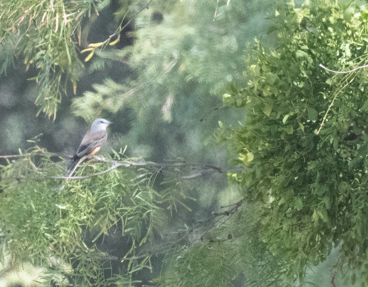 Scissor-tailed Flycatcher - ML641950027