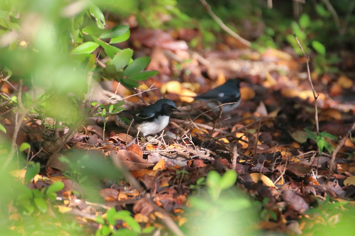 Black-throated Blue Warbler - ML641950032