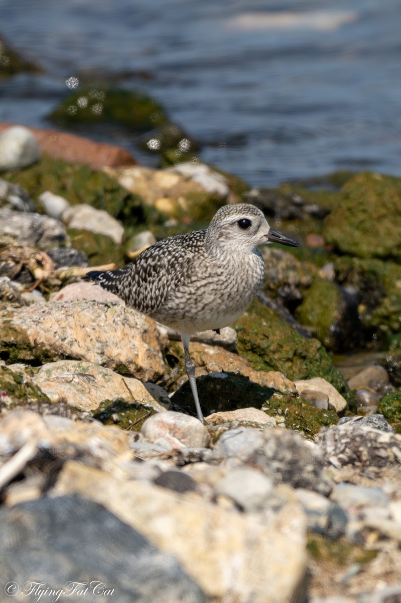 Black-bellied Plover - ML641950034