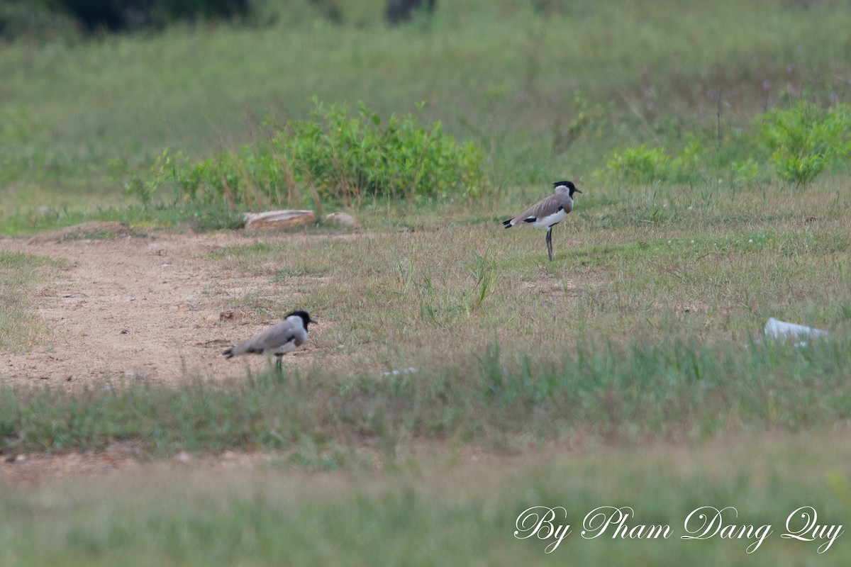 River Lapwing - ML641950039