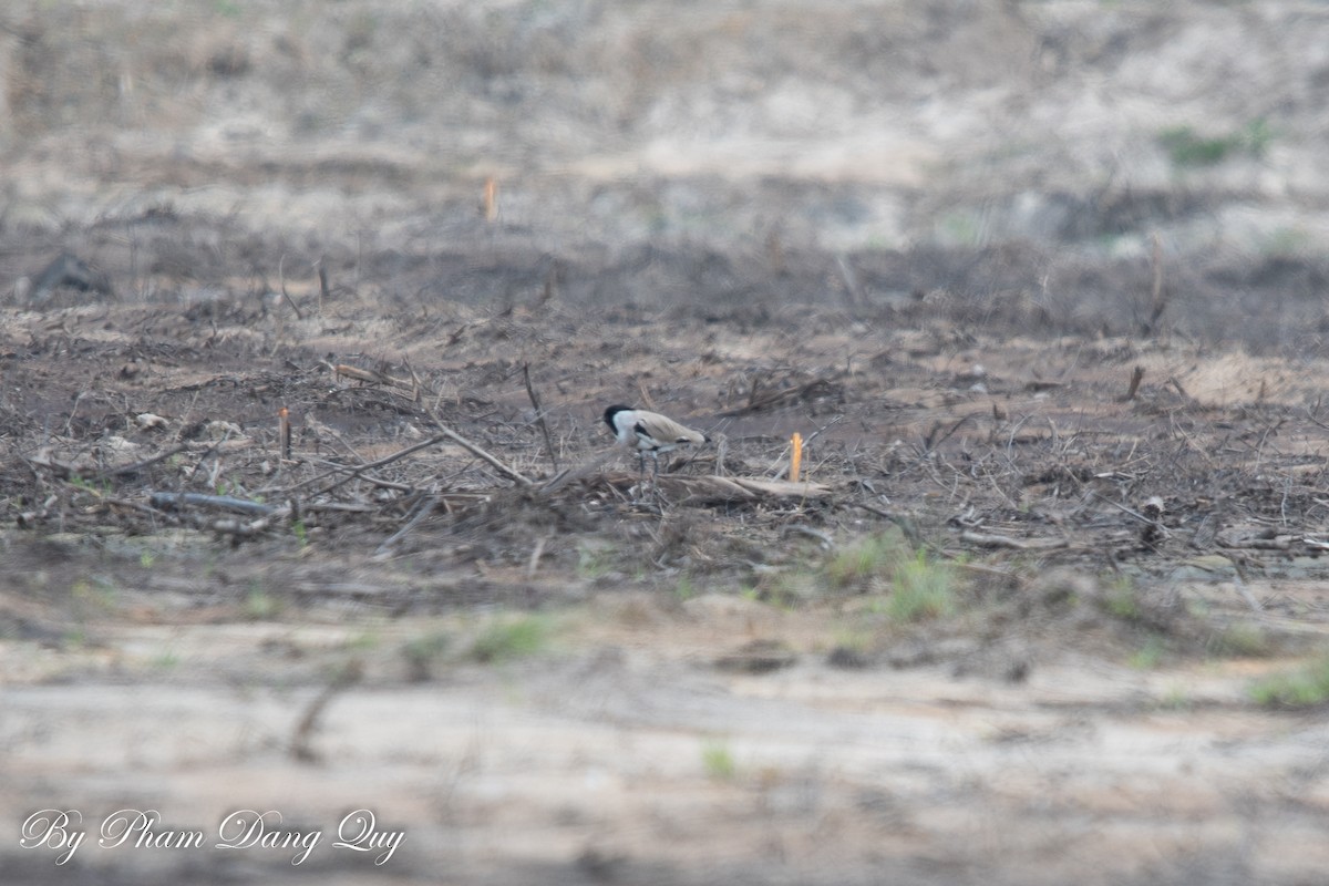River Lapwing - ML641950045