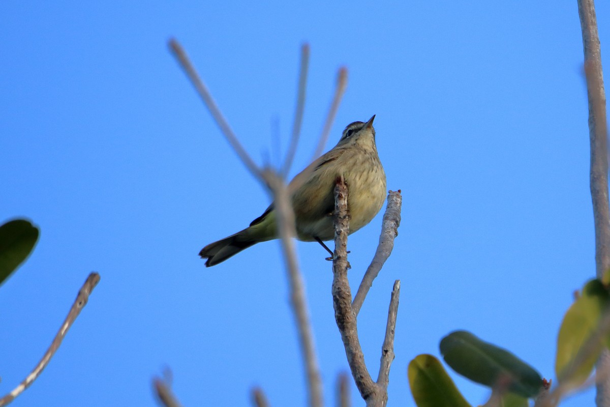 Palm Warbler - ML641950050