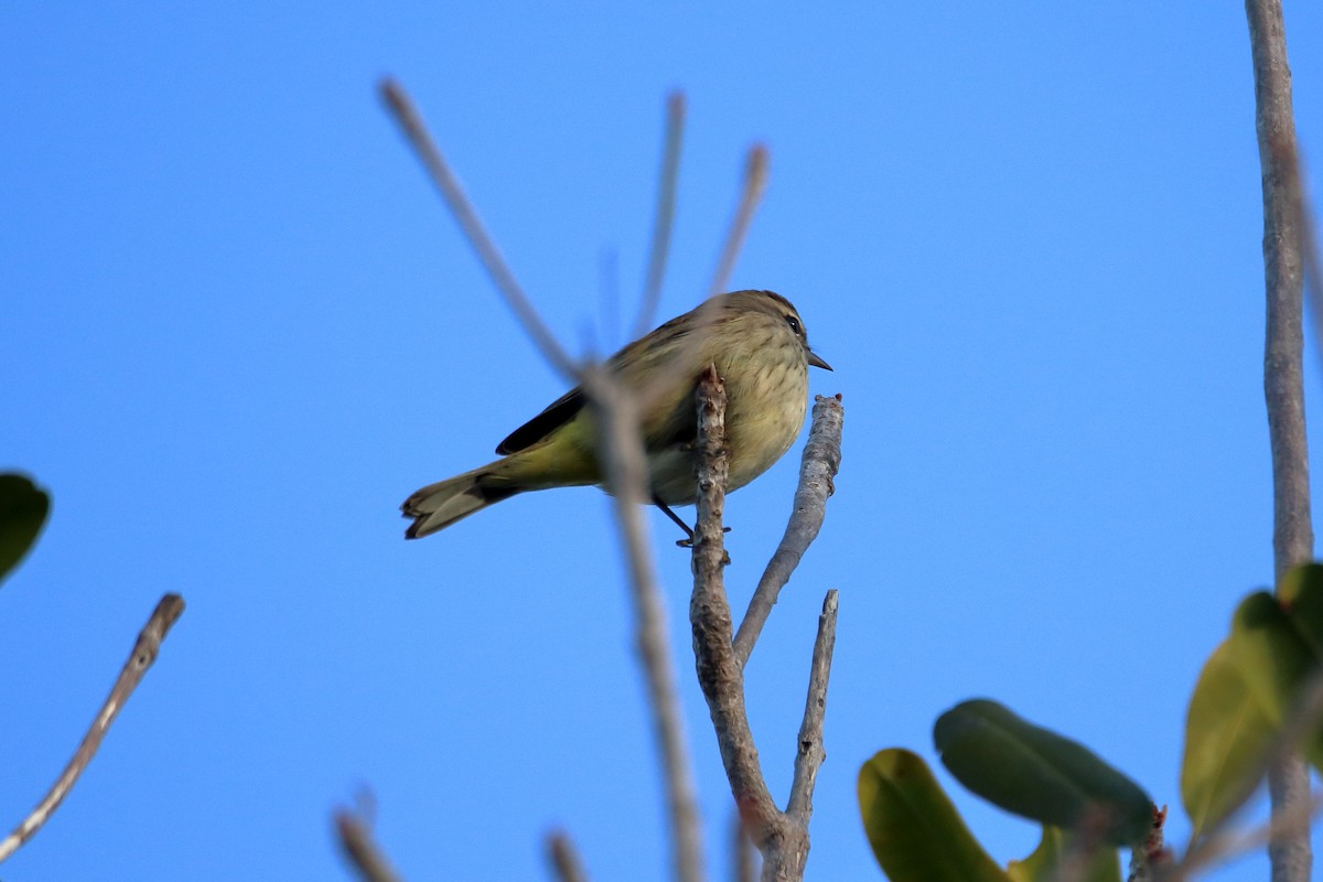 Palm Warbler - ML641950051