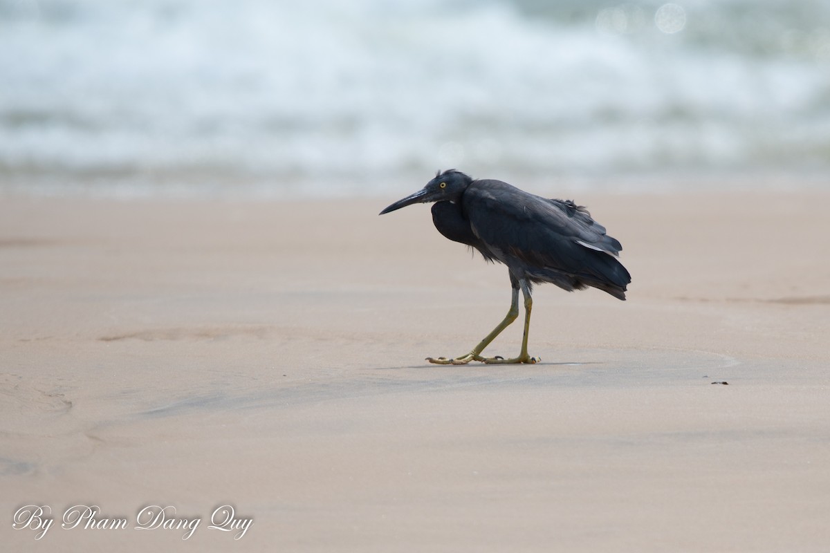 Pacific Reef-Heron - ML641950054