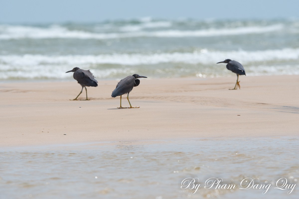 Pacific Reef-Heron - ML641950055