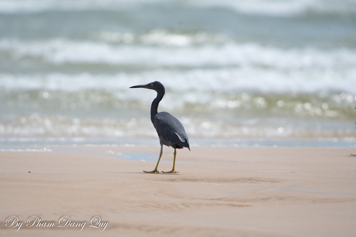 Pacific Reef-Heron - ML641950056