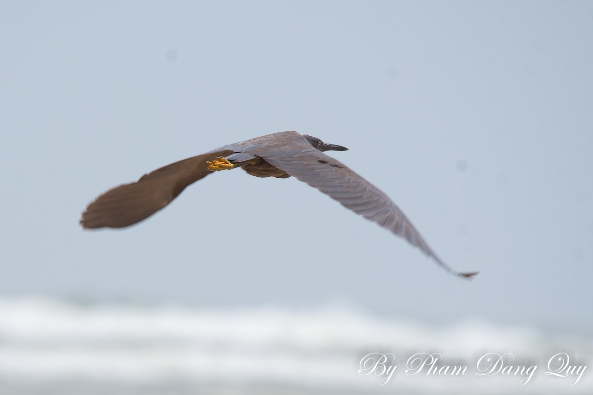Pacific Reef-Heron - ML641950057