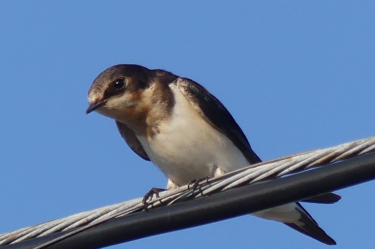 Barn Swallow - ML641950059