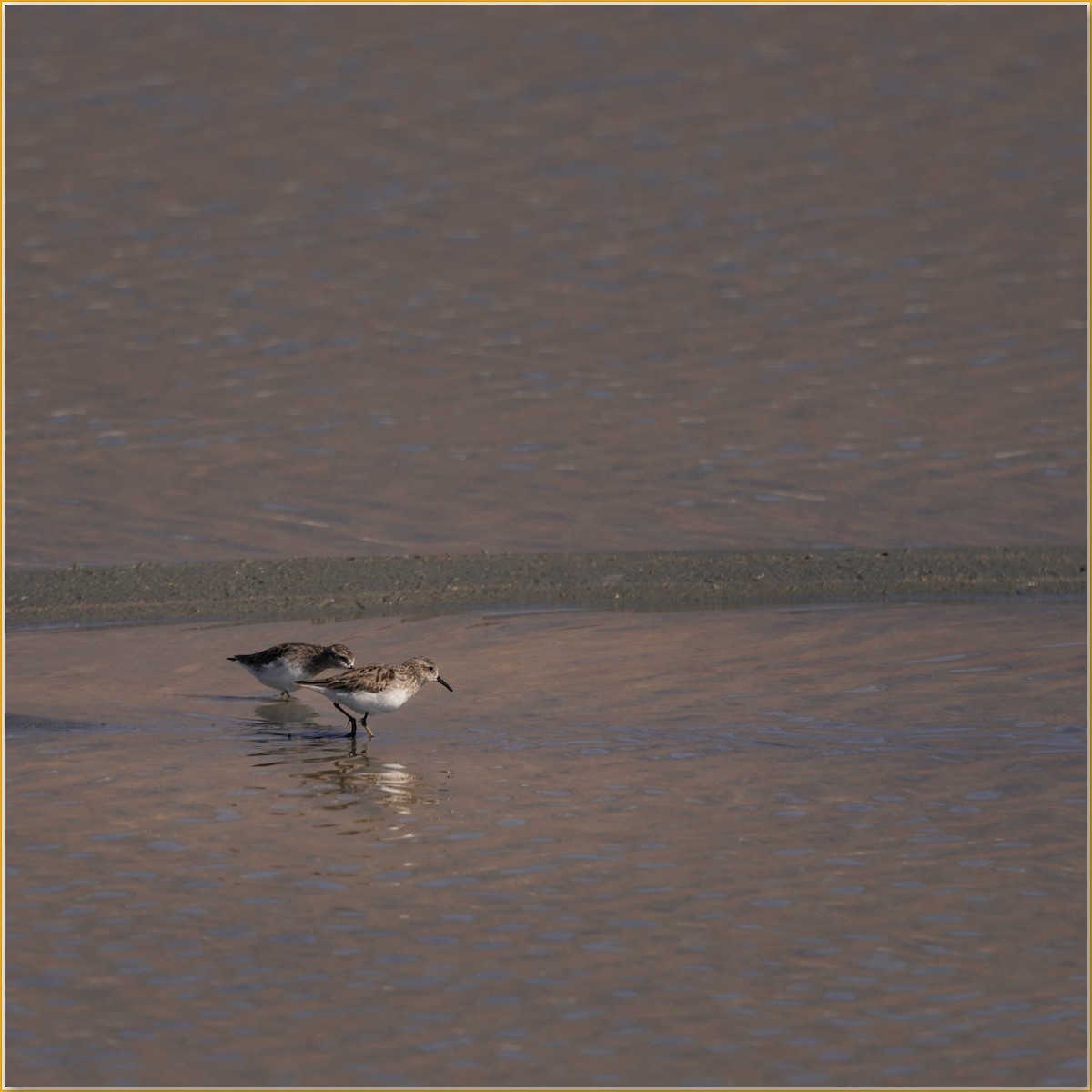 Least Sandpiper - ML641950070