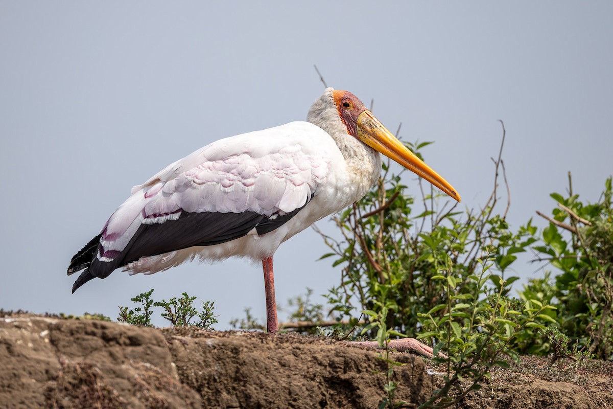 gulnebbstork - ML641950072