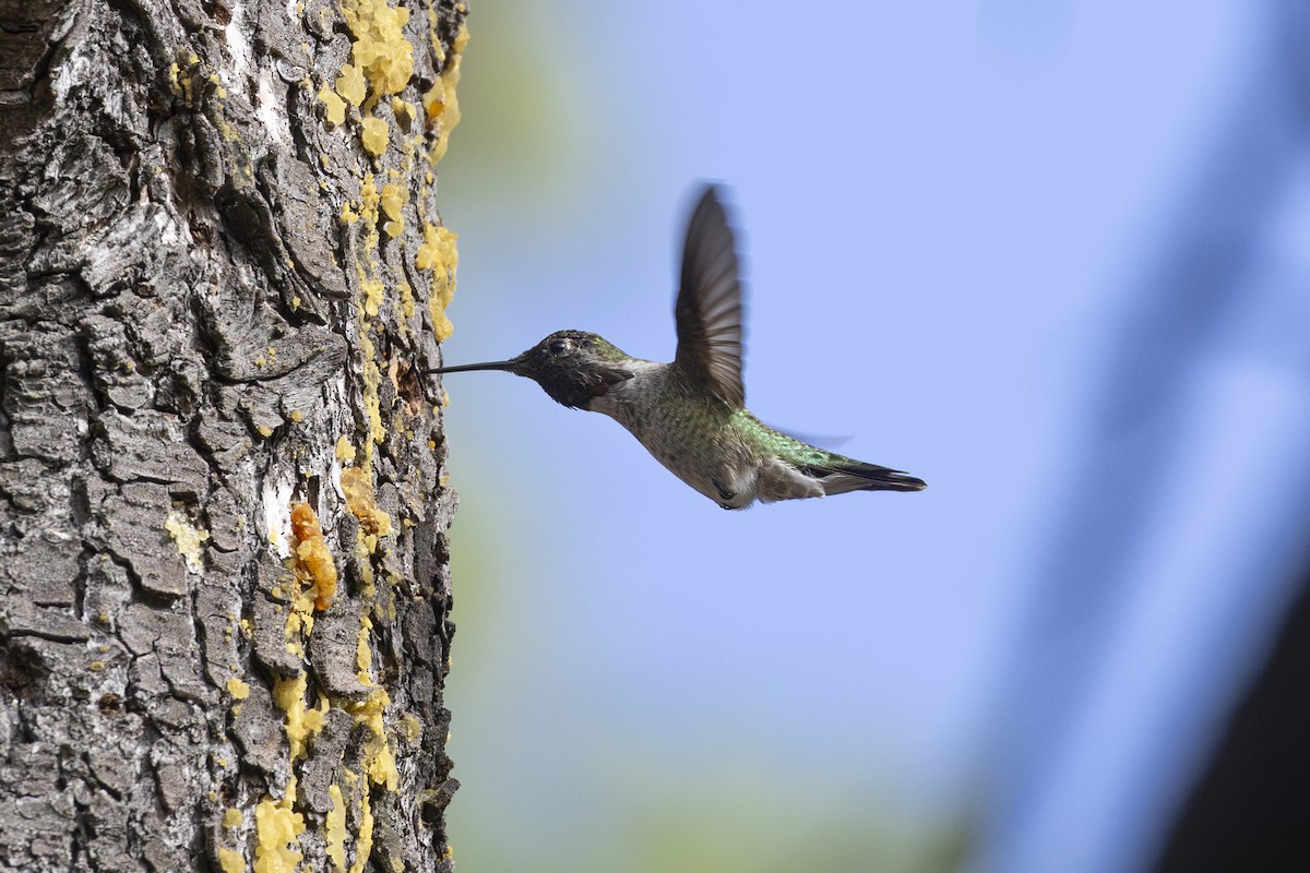 Anna's Hummingbird - ML641950088