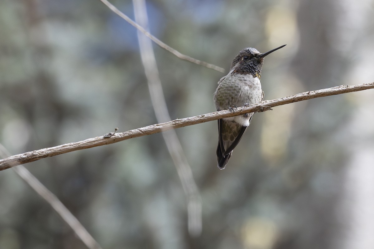 Anna's Hummingbird - ML641950094