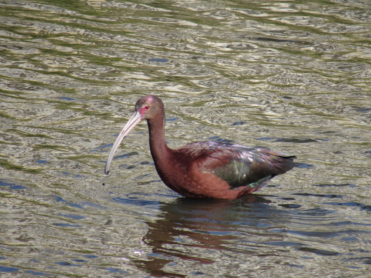 hvitgrimeibis - ML641950095