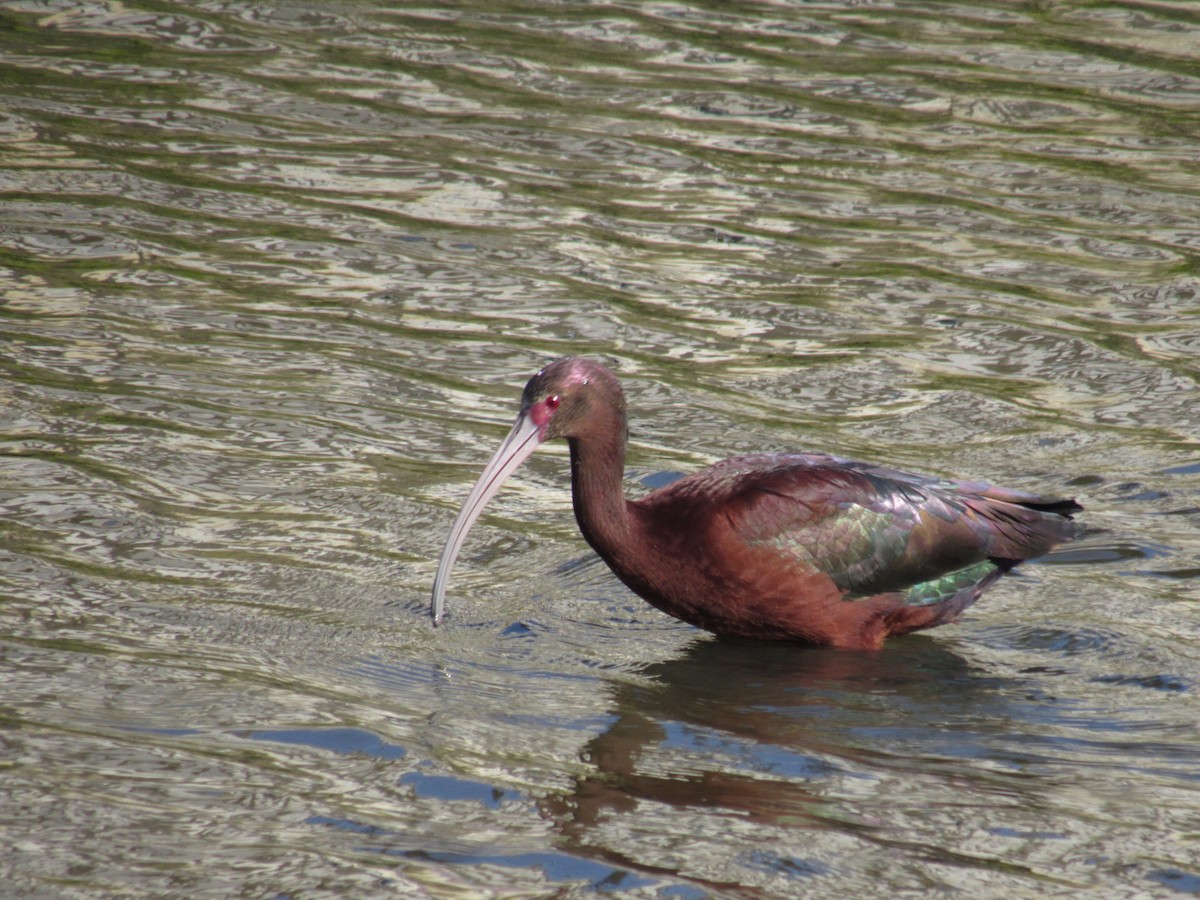 hvitgrimeibis - ML641950096