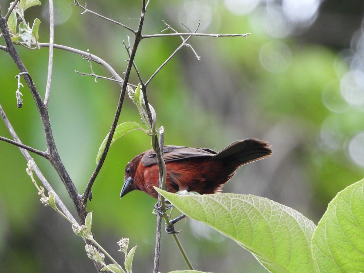Silver-beaked Tanager - ML641950103