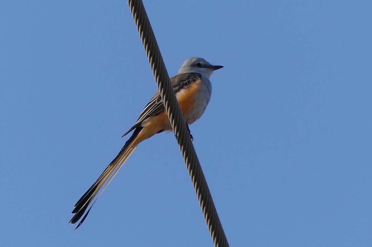 Scissor-tailed Flycatcher - ML641950105