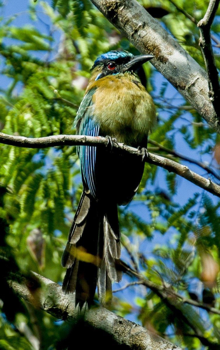 Lesson's Motmot - ML641950110