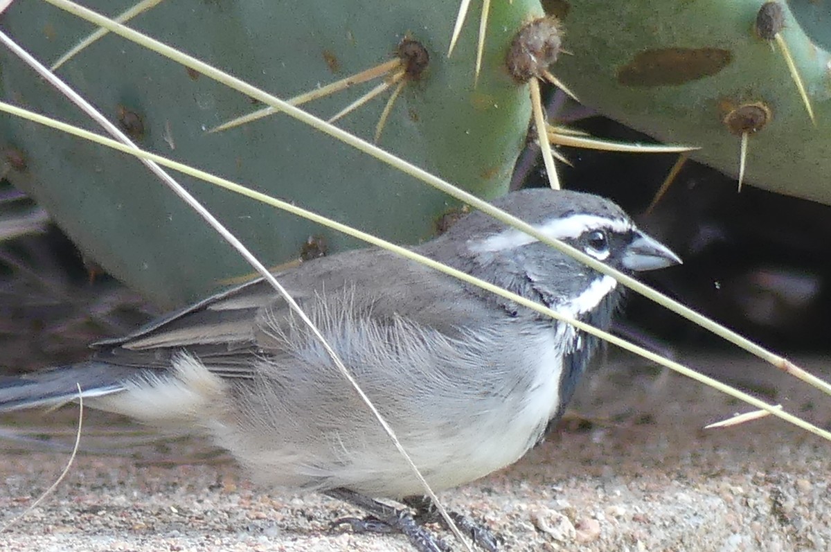 Black-throated Sparrow - ML641950116
