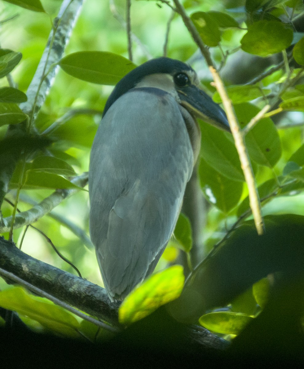 Boat-billed Heron - ML641950129