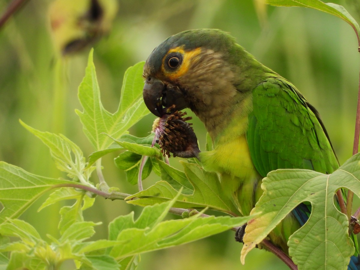 Brown-throated Parakeet - ML641950133