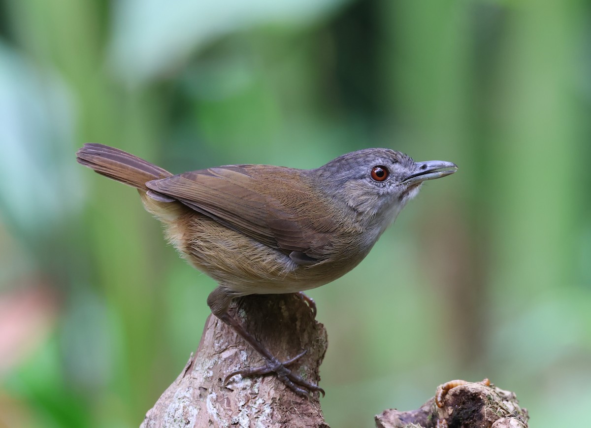 Horsfield's Babbler - ML641950140