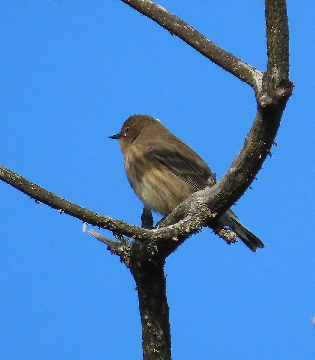 Yellow-rumped Warbler - ML641950144