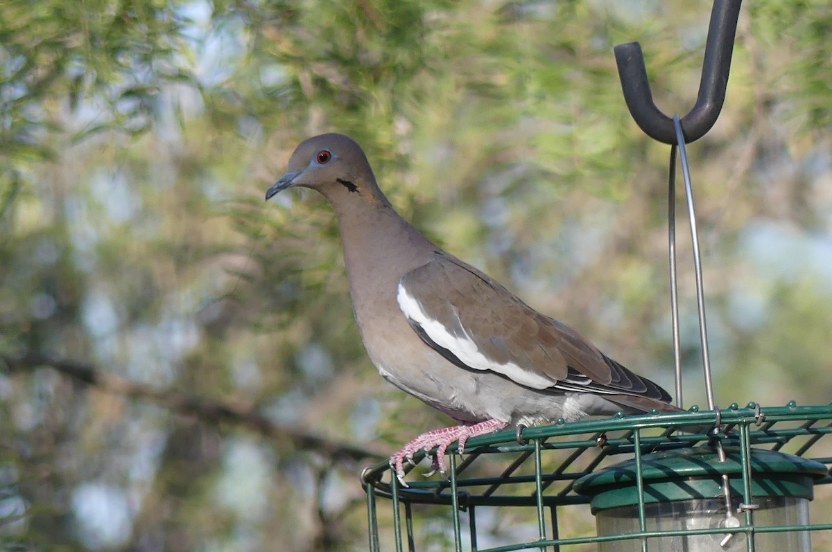White-winged Dove - ML641950153