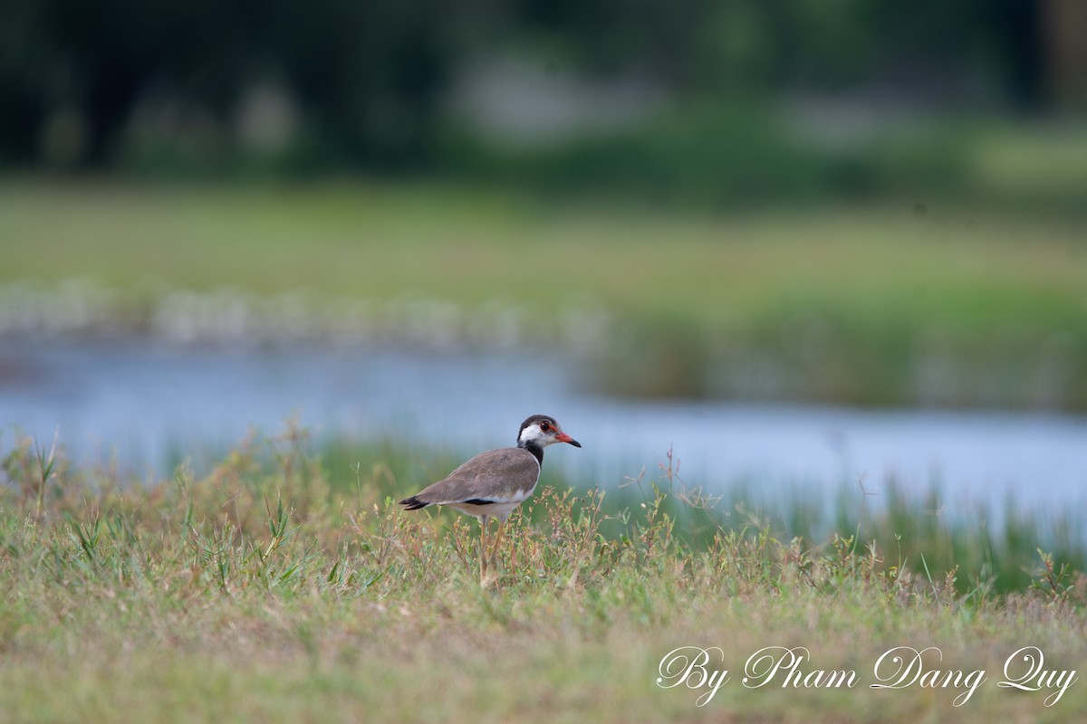 Red-wattled Lapwing - ML641950159
