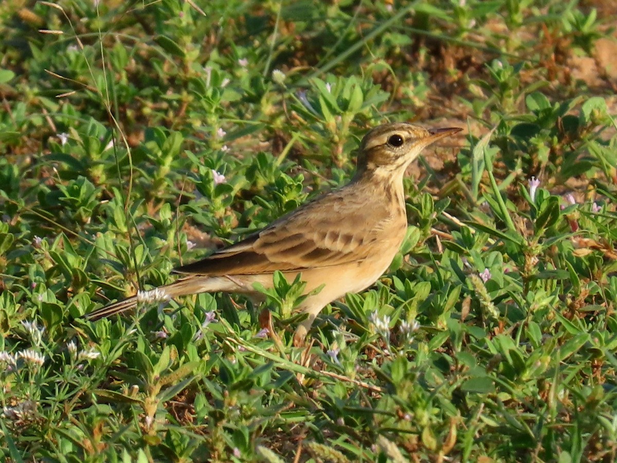 Pipit rousset - ML641950165