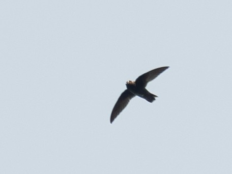 Spot-fronted Swift - ML641950167