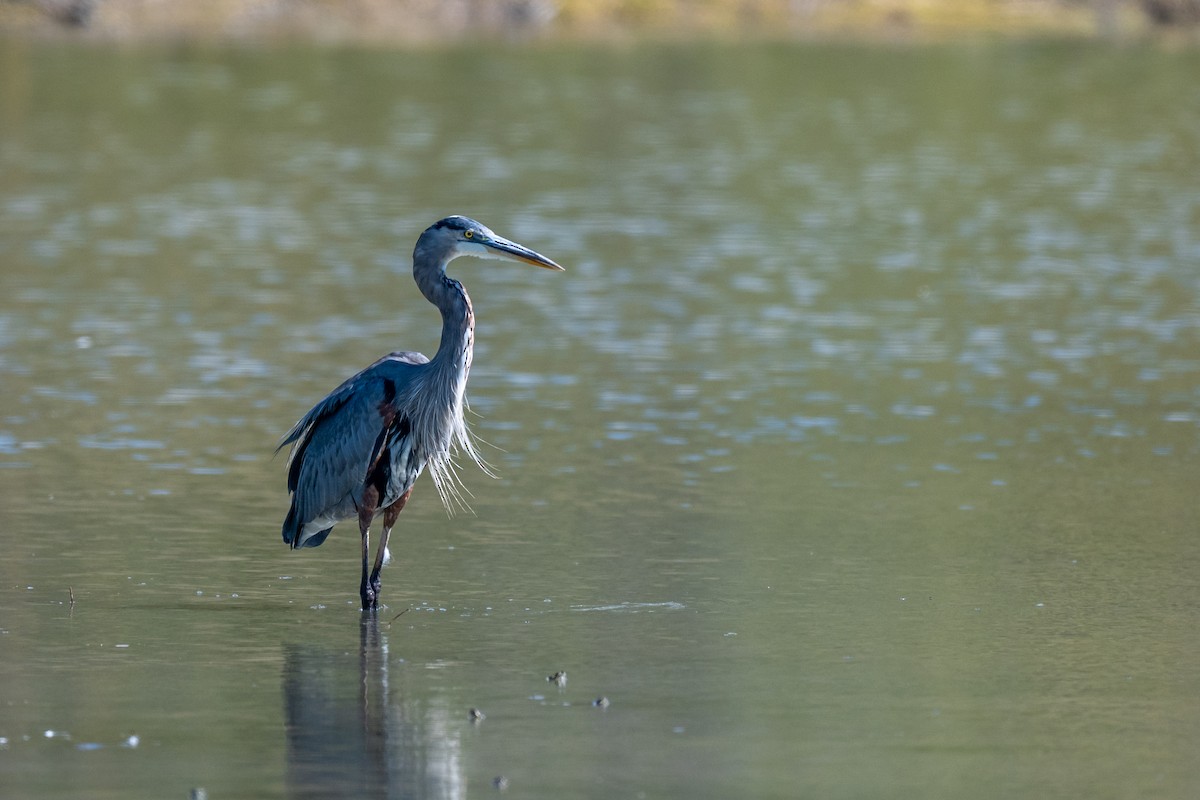 Great Blue Heron - ML641950171