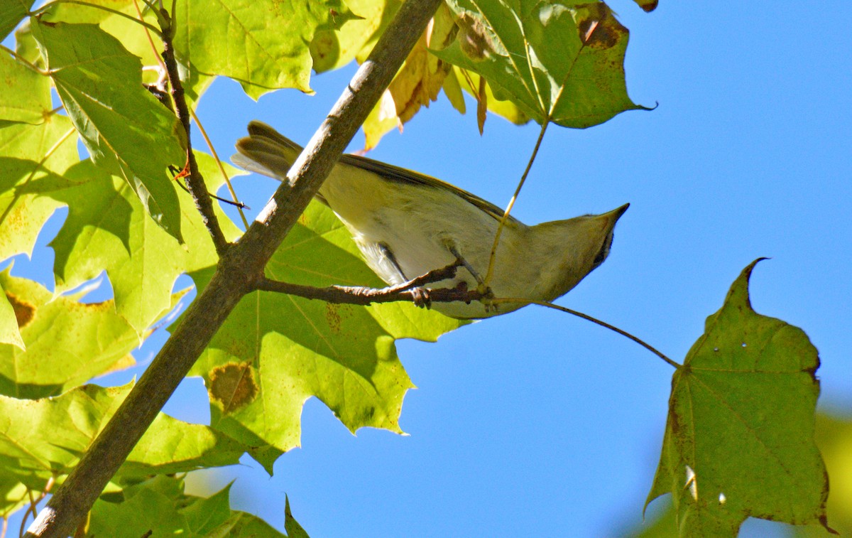 Rotaugenvireo - ML641950178