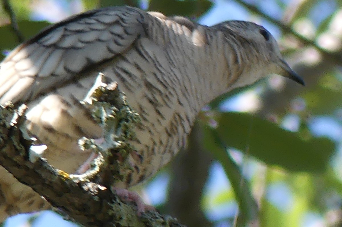 Inca Dove - ML641950193