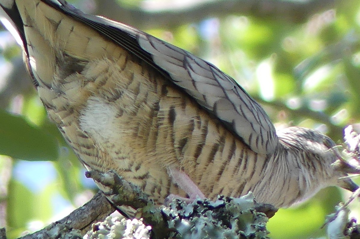 Inca Dove - ML641950194