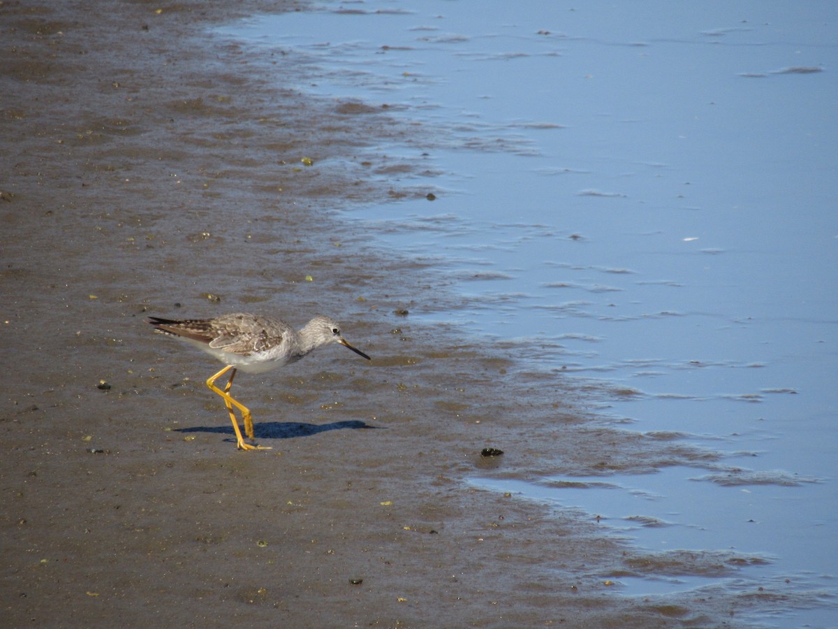 Greater Yellowlegs - ML641950201