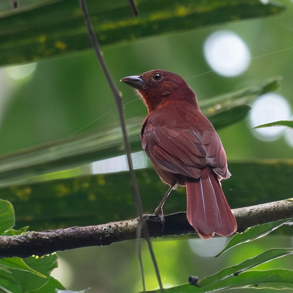Red-crowned Ant-Tanager - ML641950202