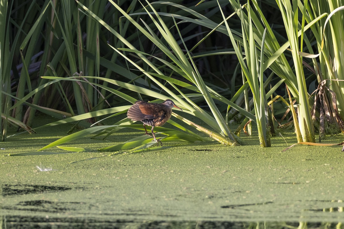 Virginia Rail - ML641950203
