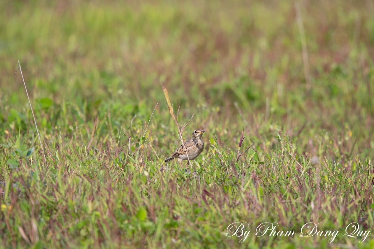 Pipit rousset - ML641950204