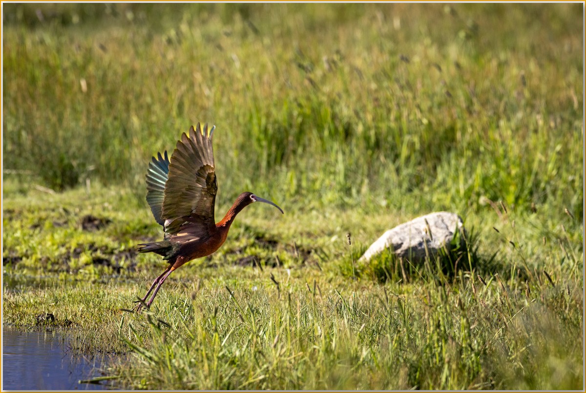 White-faced Ibis - ML641950205
