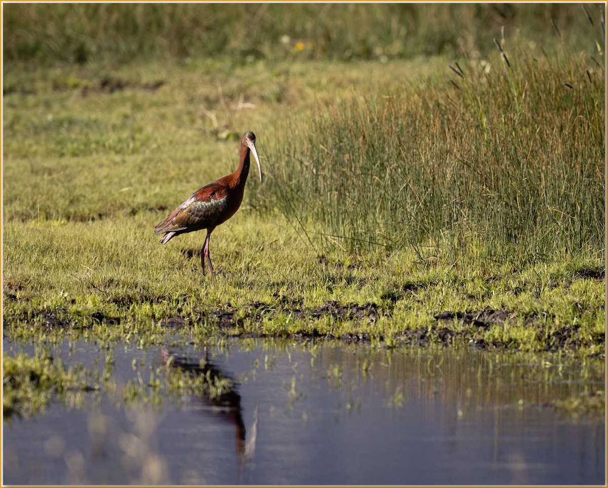 White-faced Ibis - ML641950206