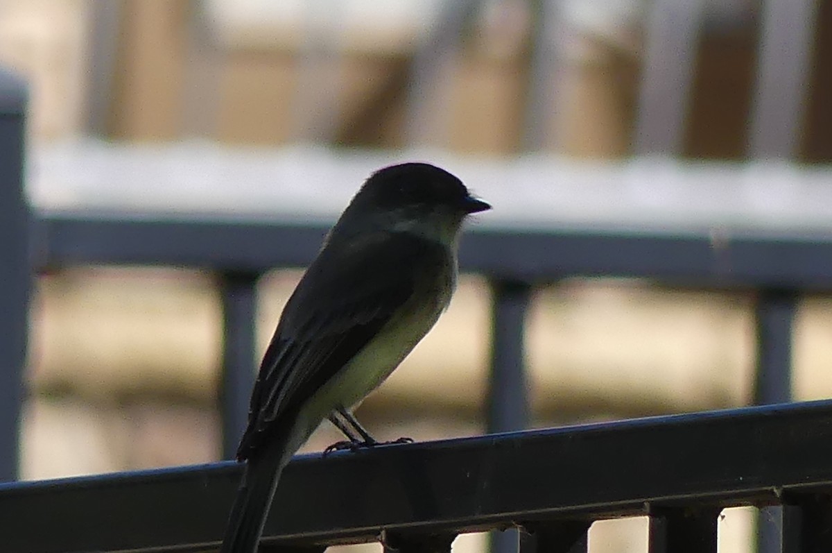 Eastern Phoebe - ML641950208
