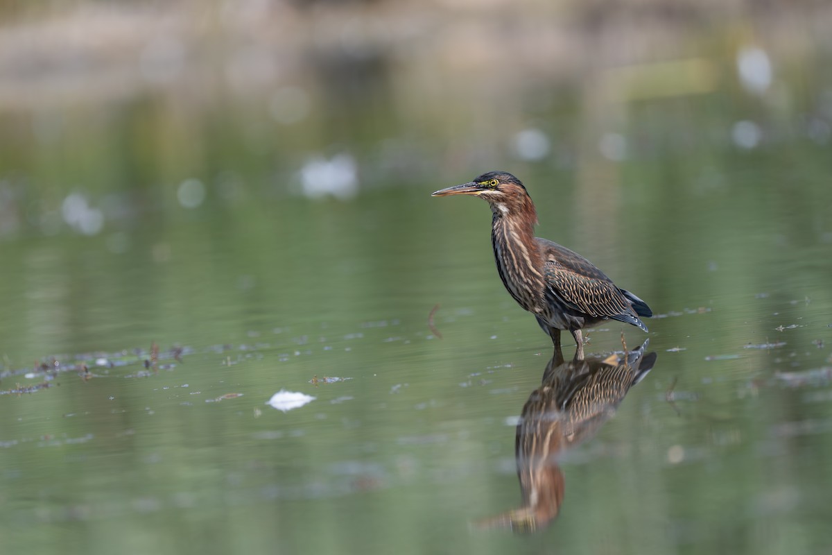 Green Heron - ML641950217