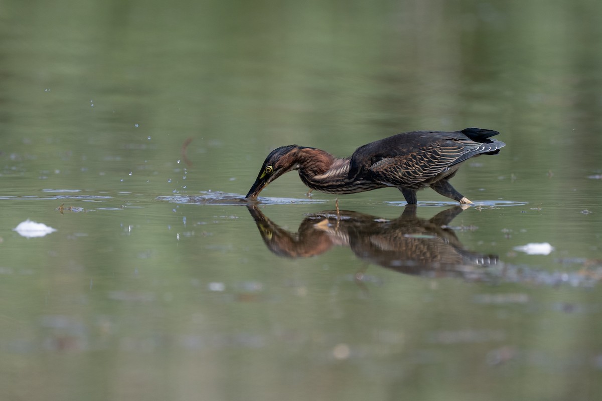 Green Heron - ML641950218