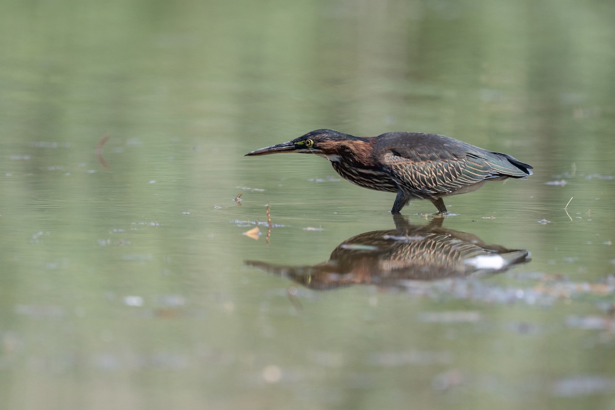Green Heron - ML641950219