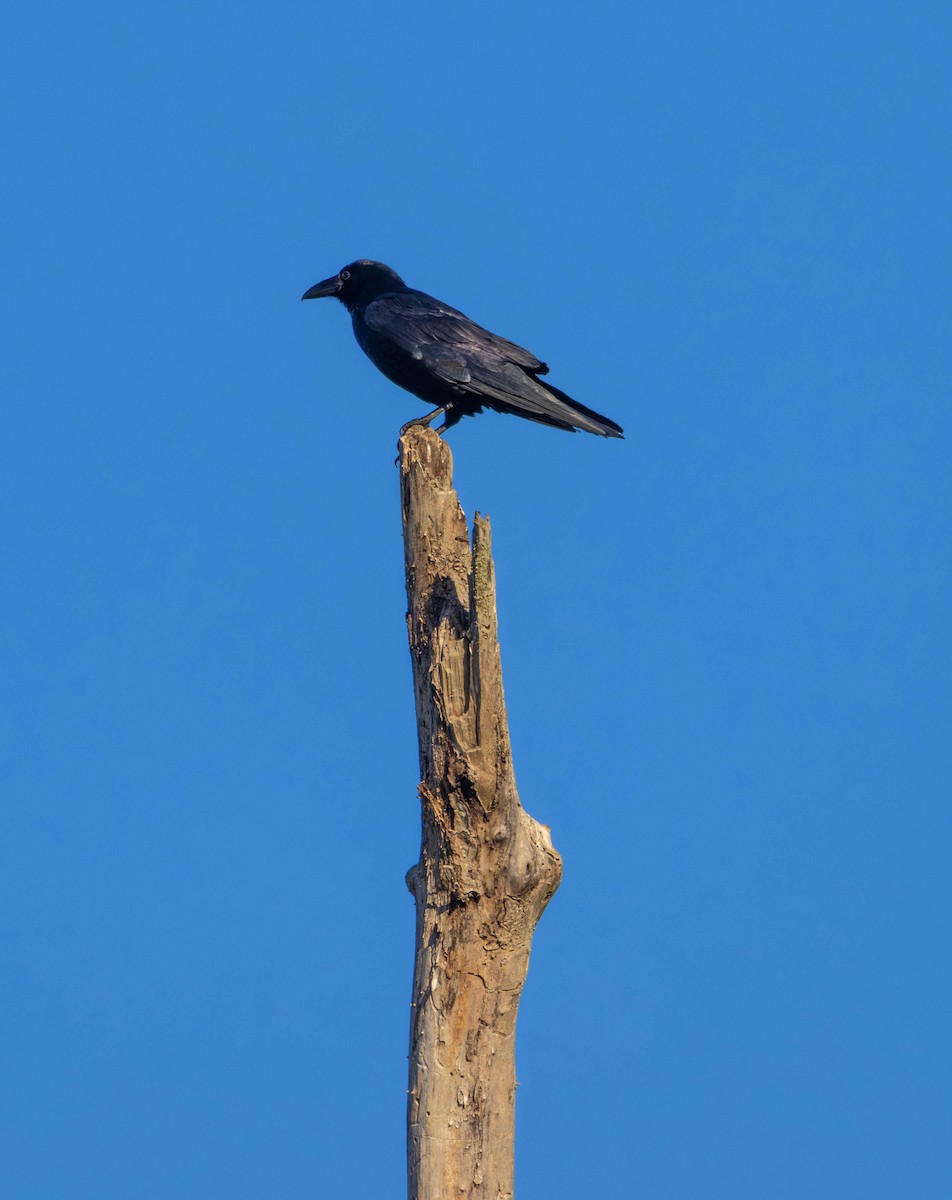 American Crow - ML641950221