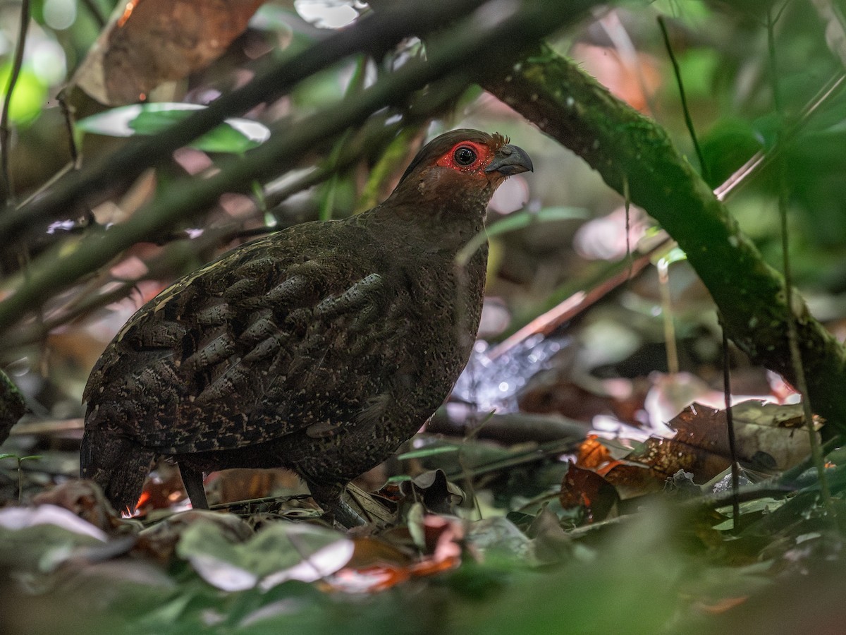 Marbled Wood-Quail - ML641950226