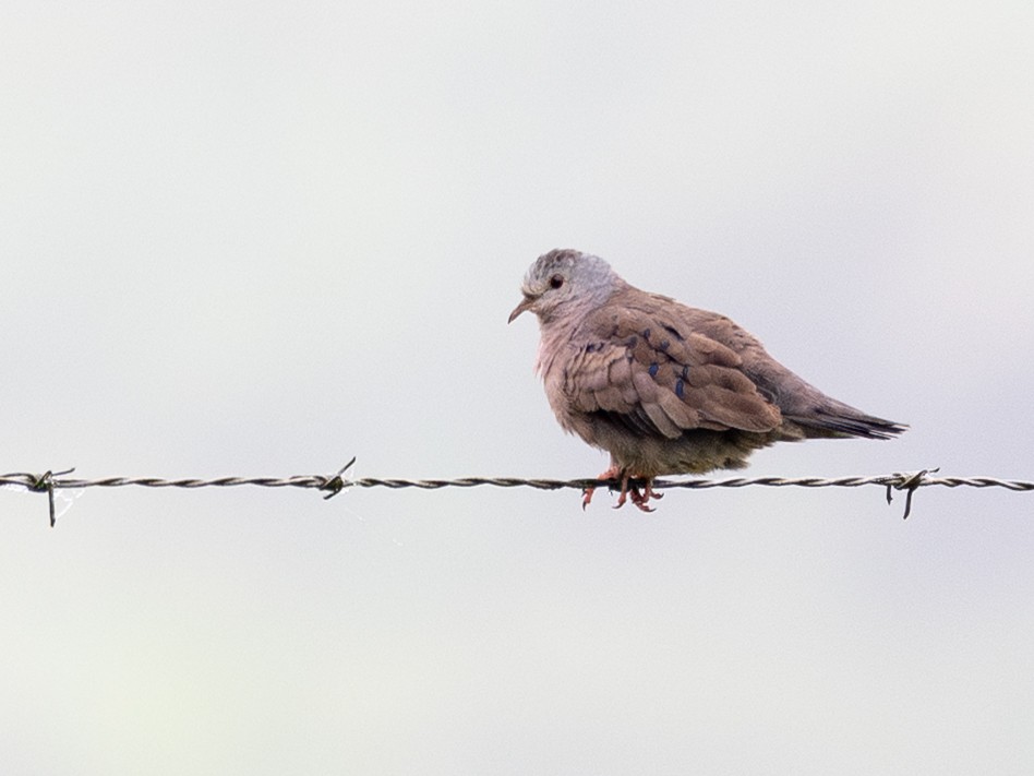 Plain-breasted Ground Dove - ML641950230