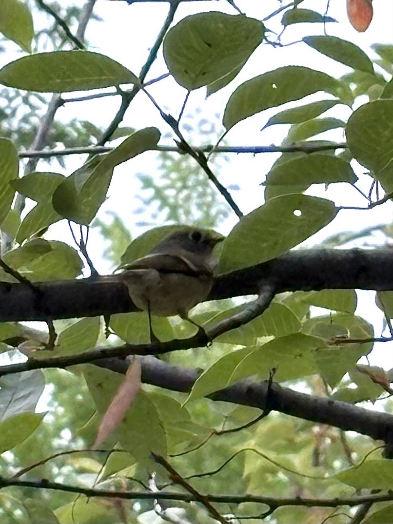 Ruby-crowned Kinglet - ML641950272