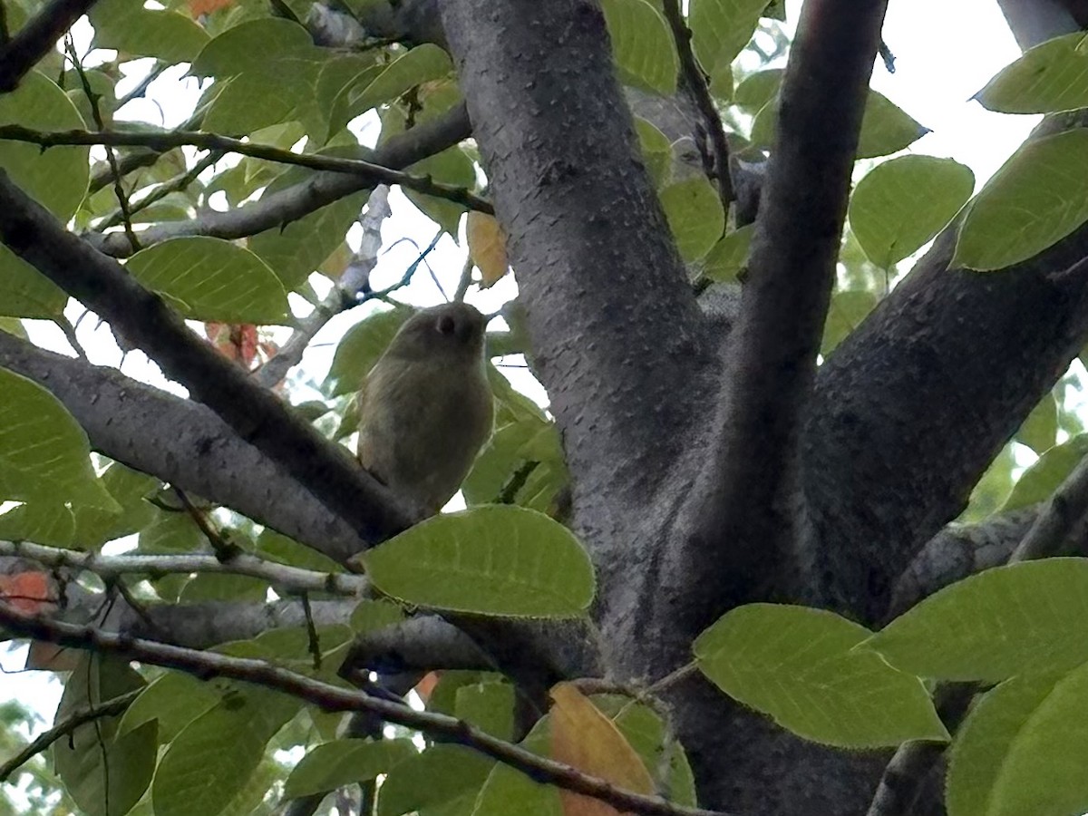 Ruby-crowned Kinglet - ML641950273